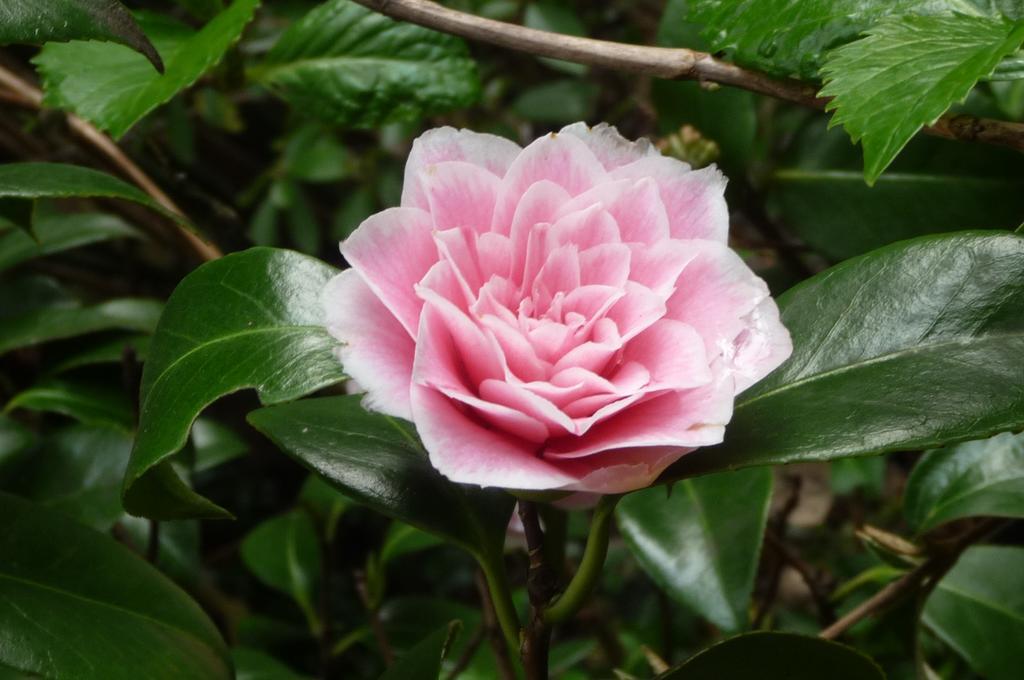 Bed and Breakfast Magnolia Petal Fernwood Exterior foto
