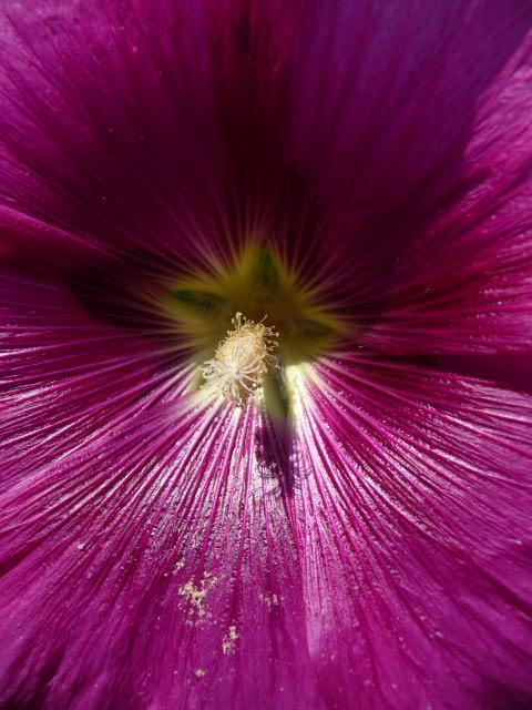 Bed and Breakfast Magnolia Petal Fernwood Exterior foto